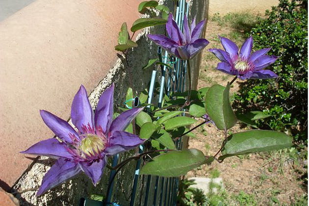 Les splendides corolles des clématites