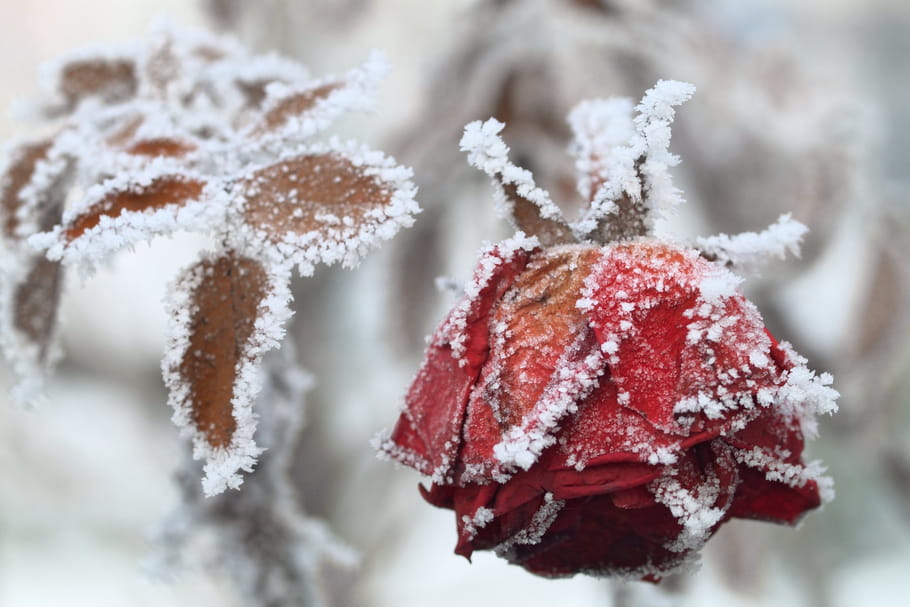 Que faire au jardin en décembre ?