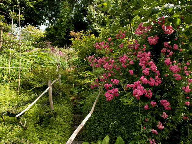 Une abondance de roses