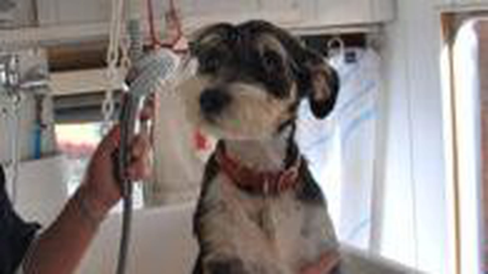 La mise en beauté des chiens