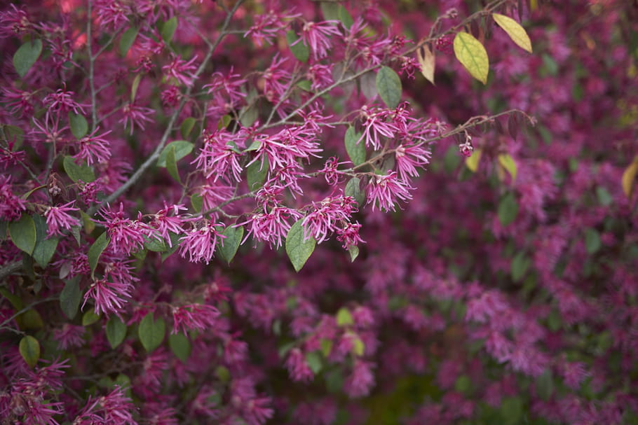 Loropetalum