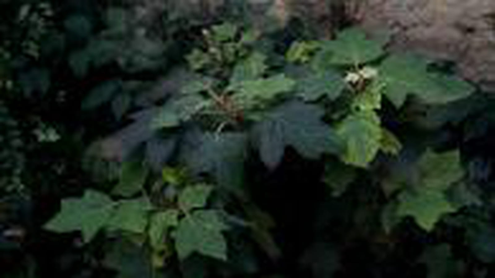 Un jardin d'ombre