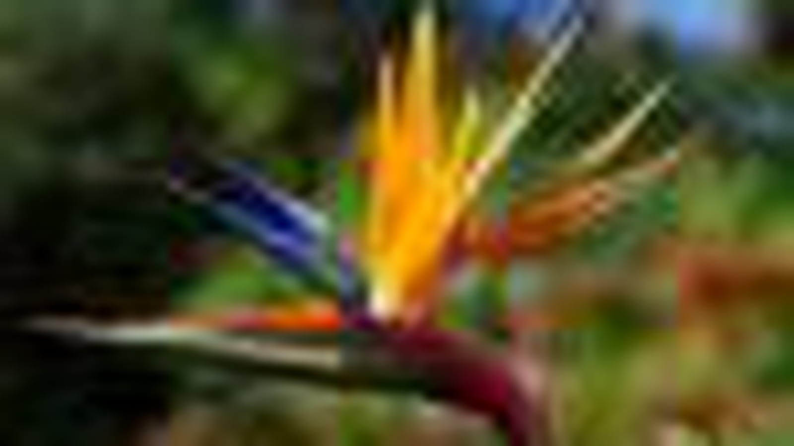 Oiseau du paradis