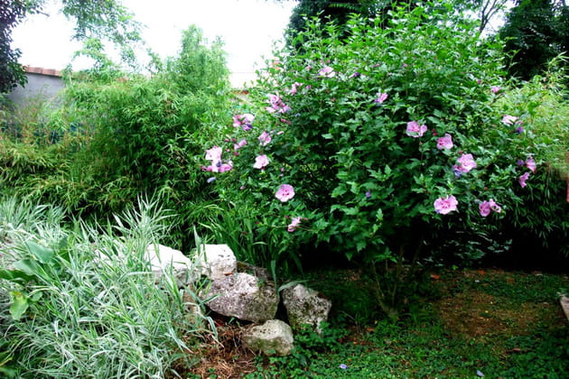 Altéa et haies de bambous