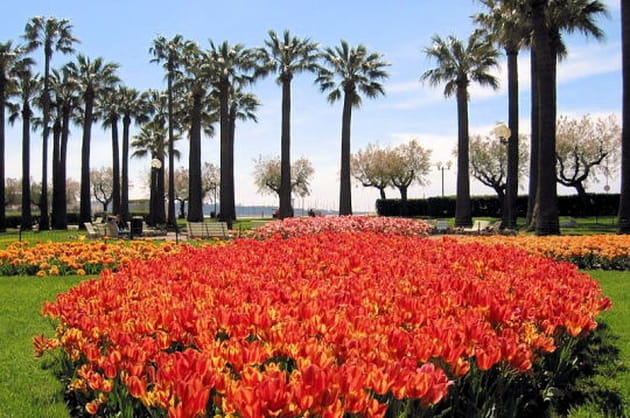 Un tapis de fleurs rouges sur la croisette