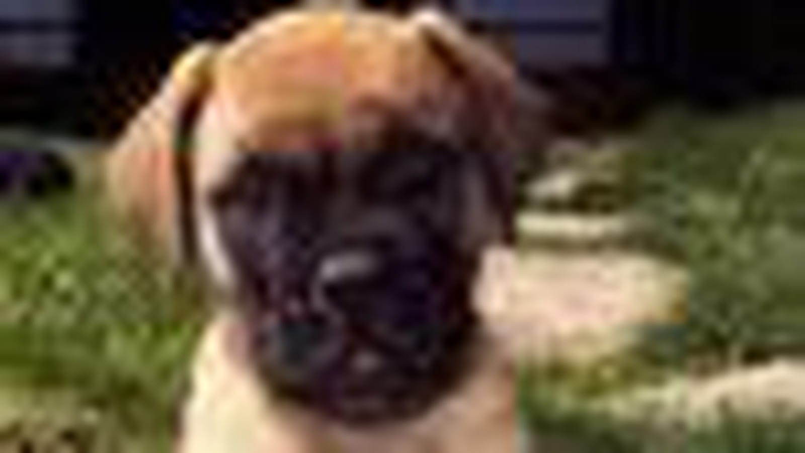 Le bullmastiff
