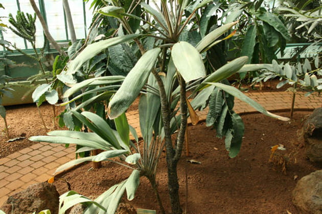 Couronne de feuilles