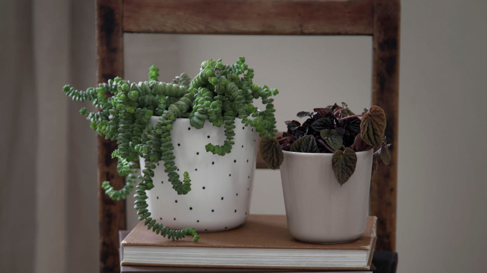 Pots de fleurs