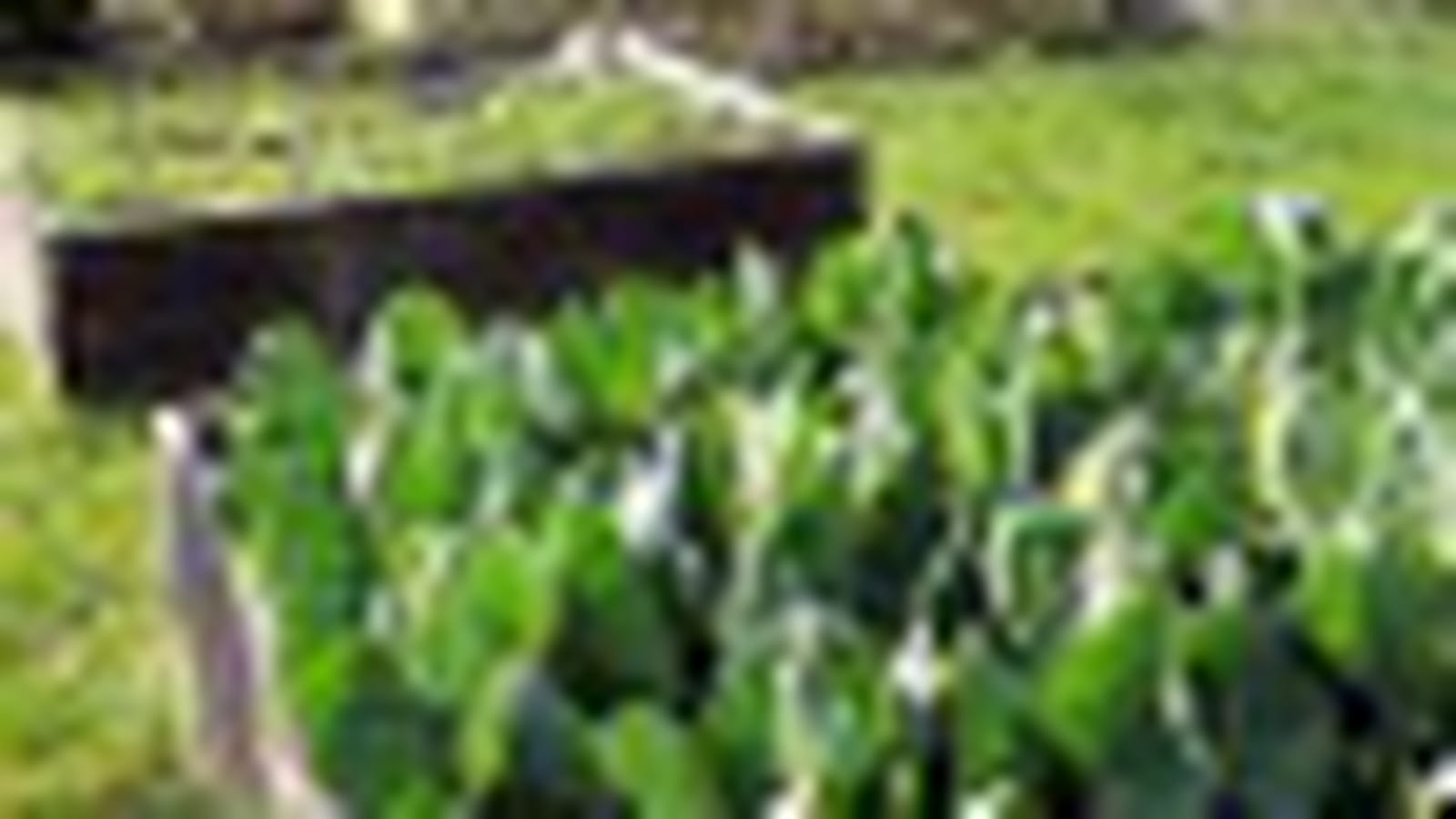 Potager carré