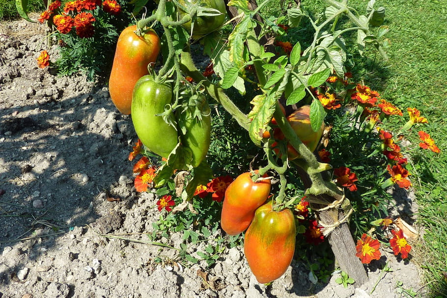 7 variétés de tomates à la loupe