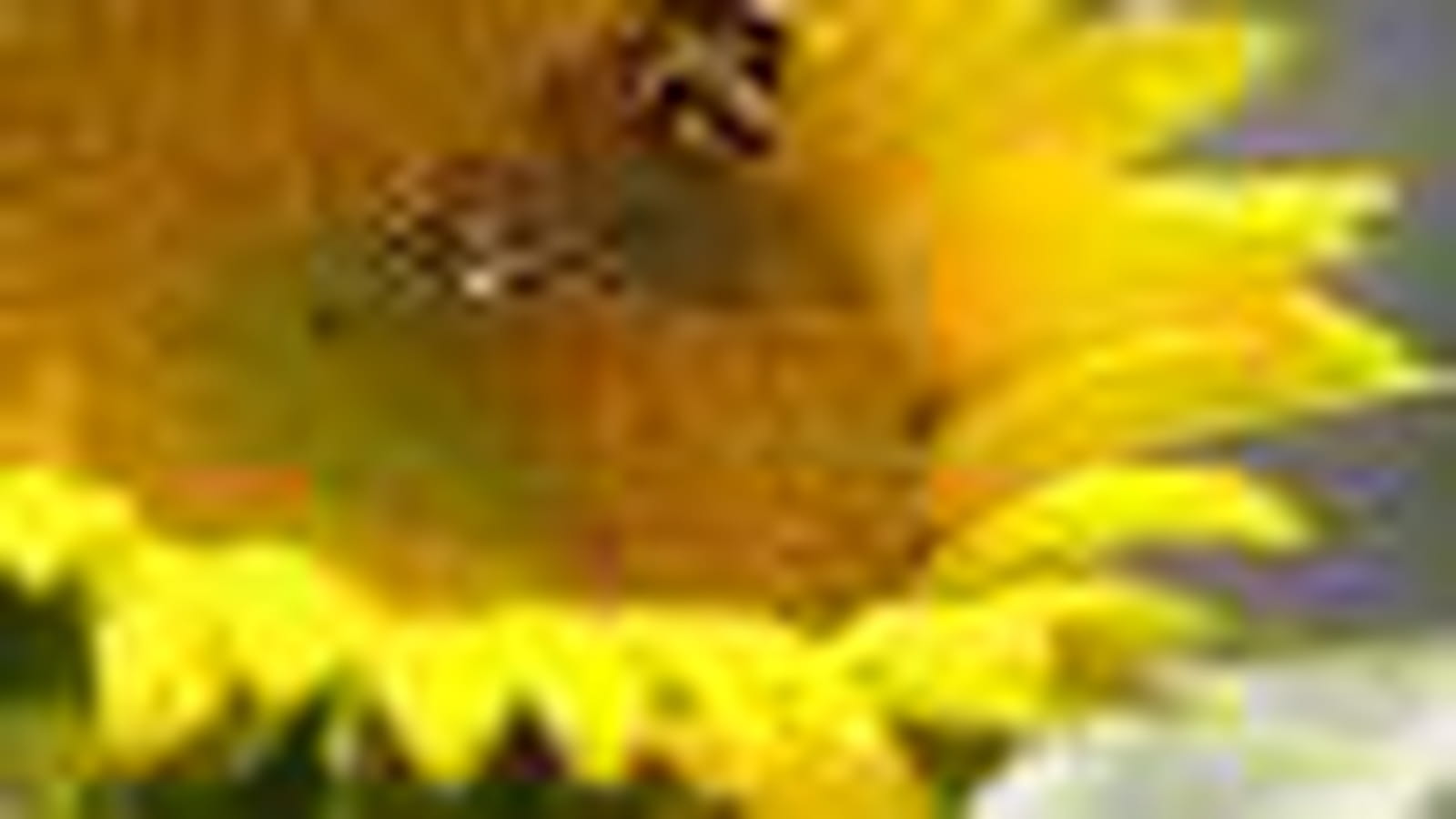 Tournesol