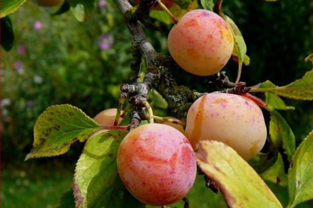 Ces mirabelles de Nancy sont à croquer