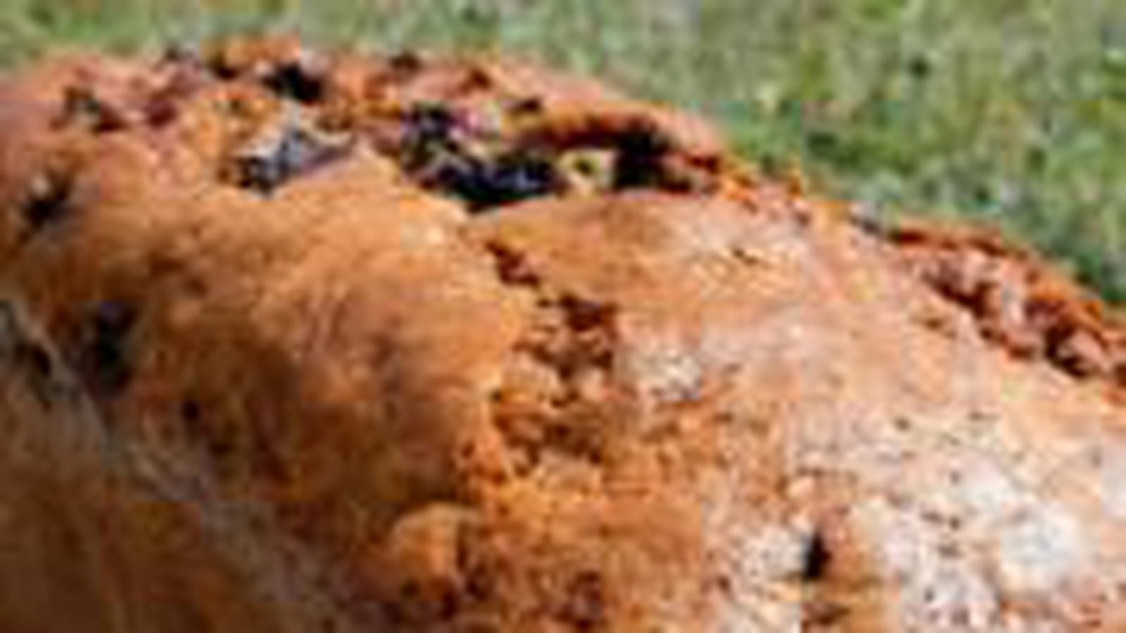 Cake banane-myrtilles ( sans beurre )