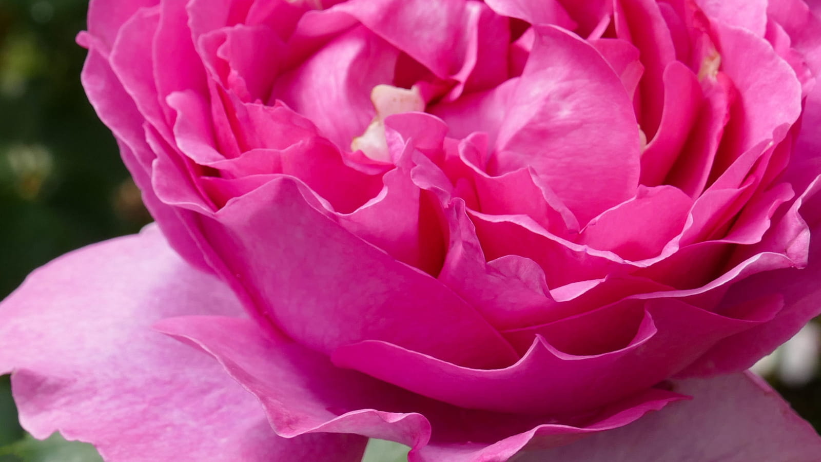 Rose Yves Piaget
