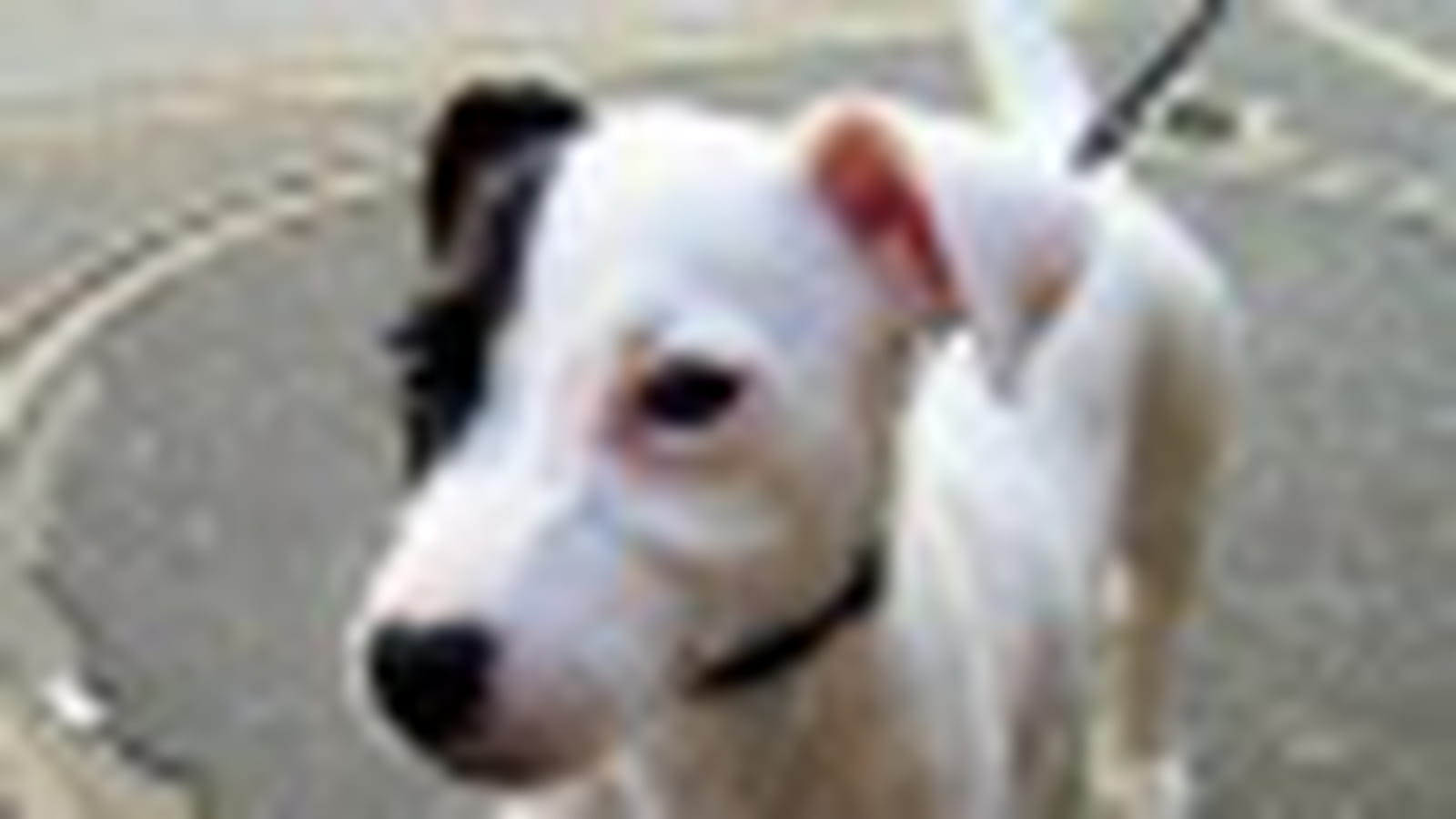 Jack russell