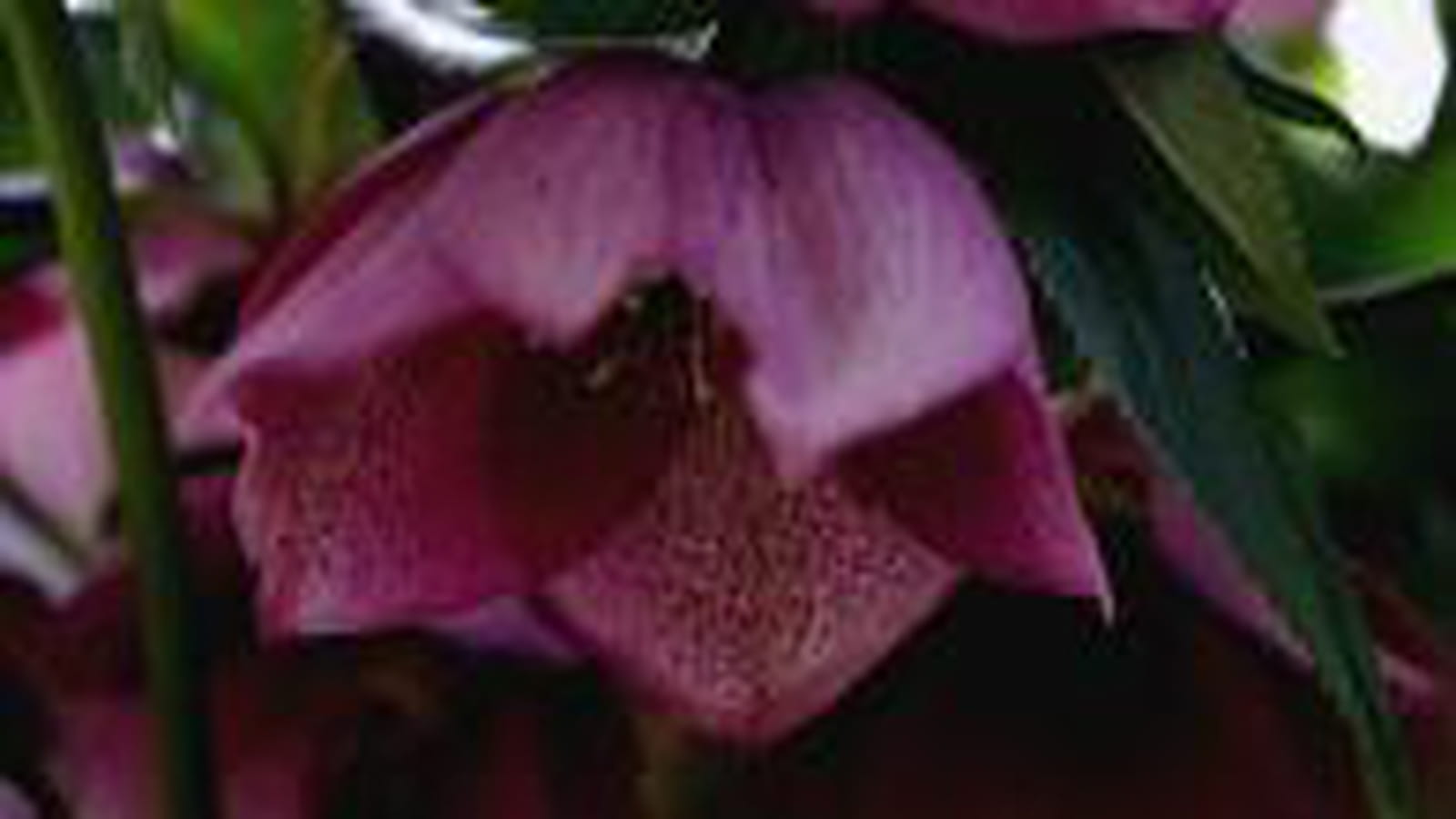 Fleur hellébore