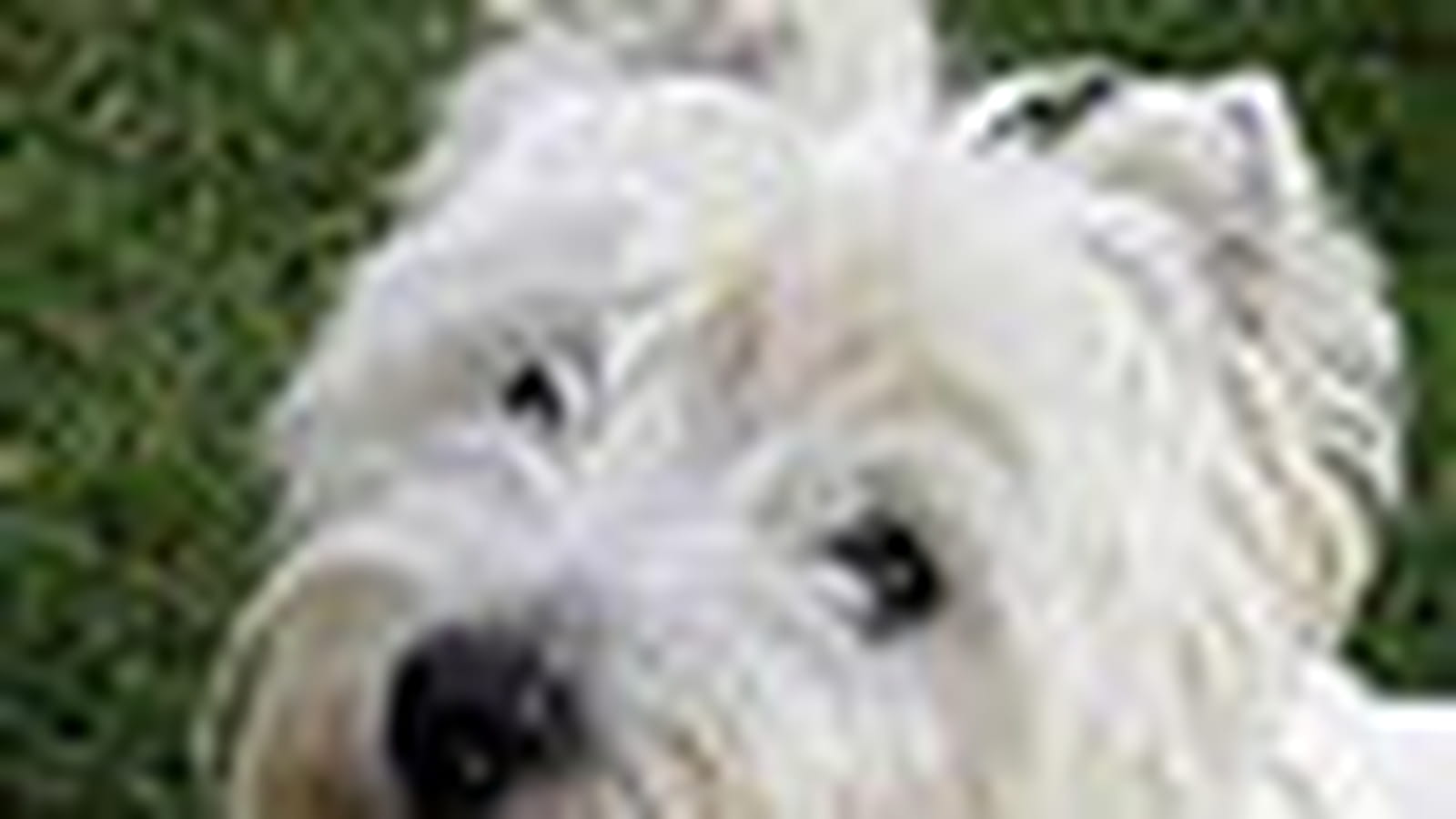 Westie