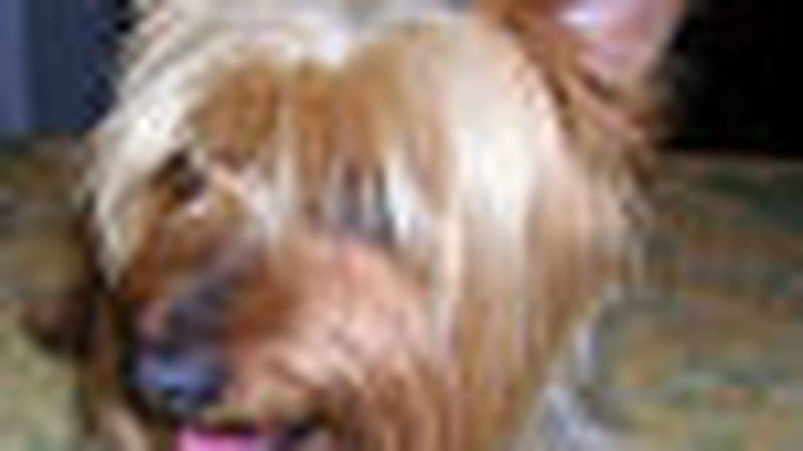 Terrier australien