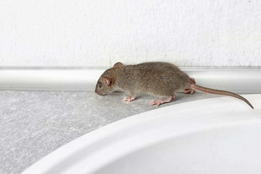 Un virus transmis par des rats inquiète à Hong Kong