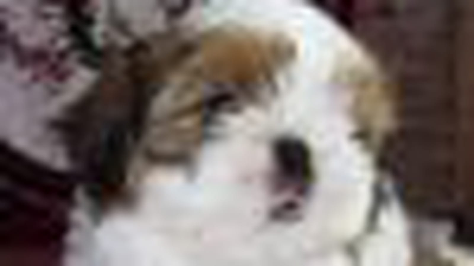 Le shih tzu