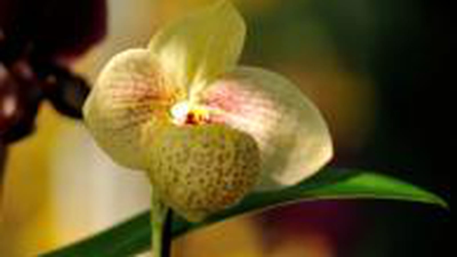 Paphiopedilum Memoria Larry Heuer