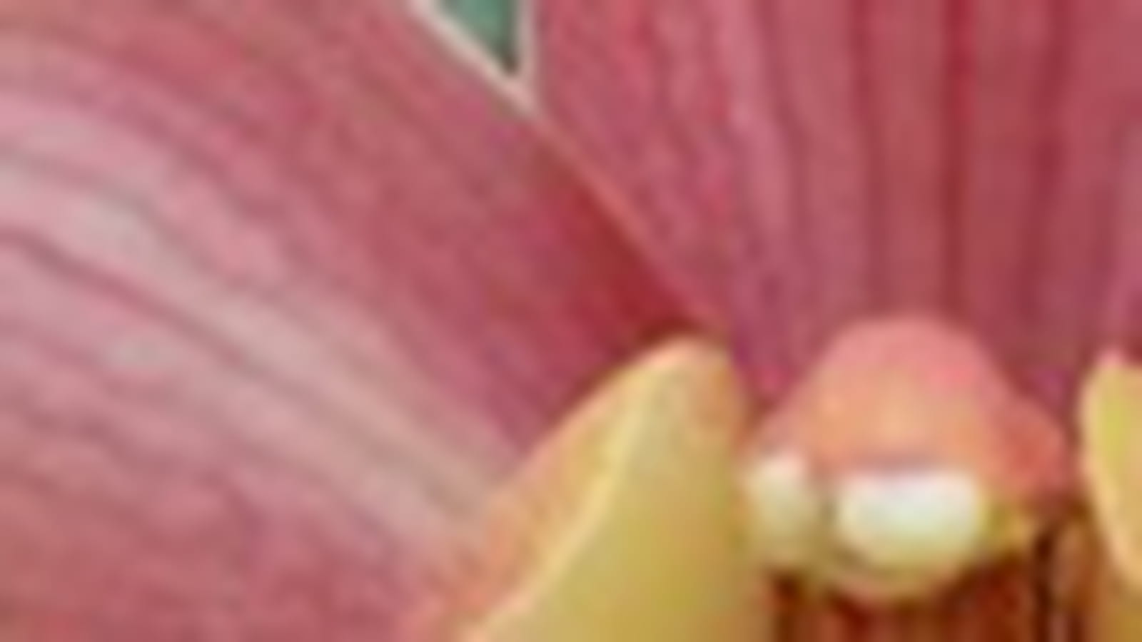 Cymbidium Pirate
