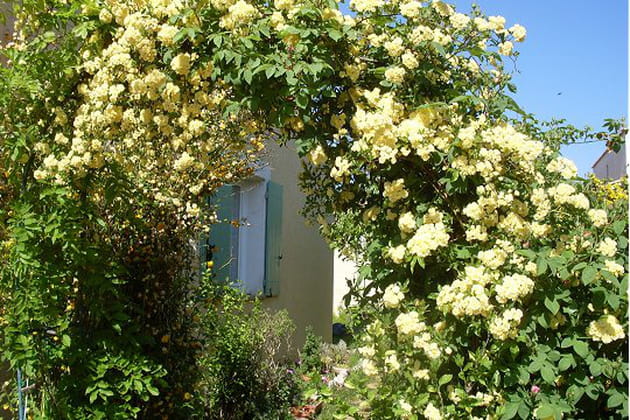 Un rosier de Banks flamboyant