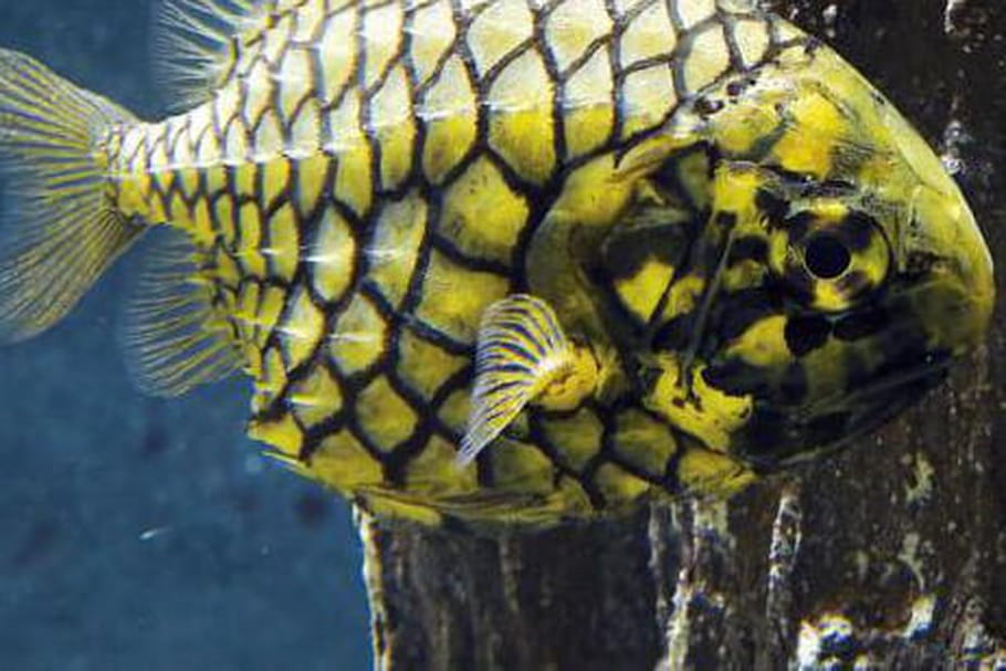 Grand Aquarium de Saint-Malo : à la découverte des mers et océans