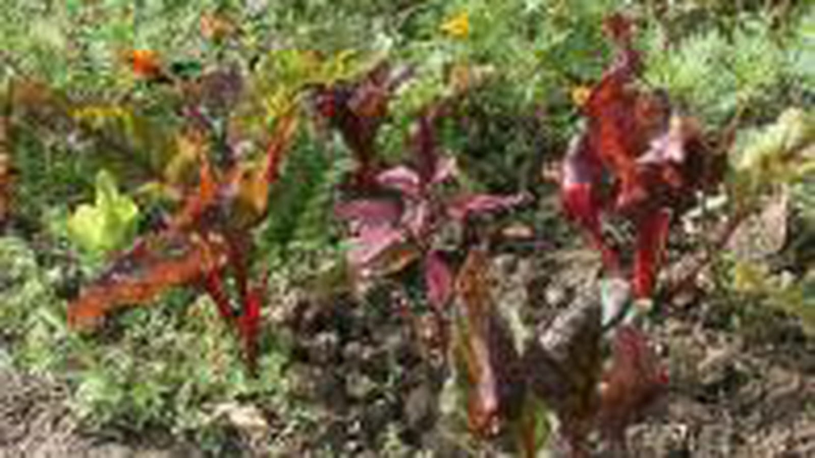 Potager fleuri