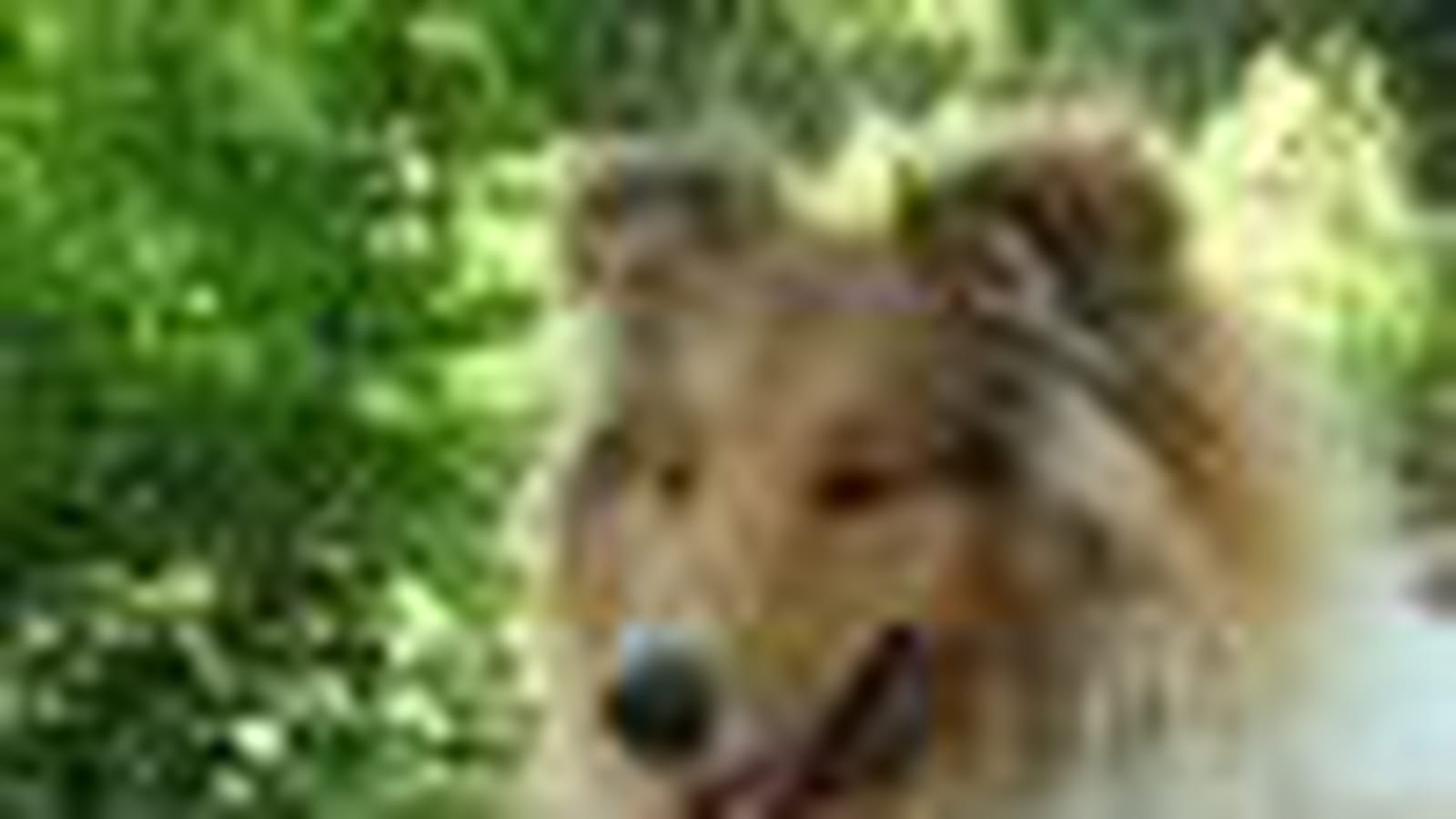Colley