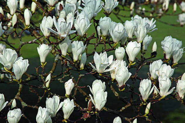 Les fleurs blanches du magnolia denudata