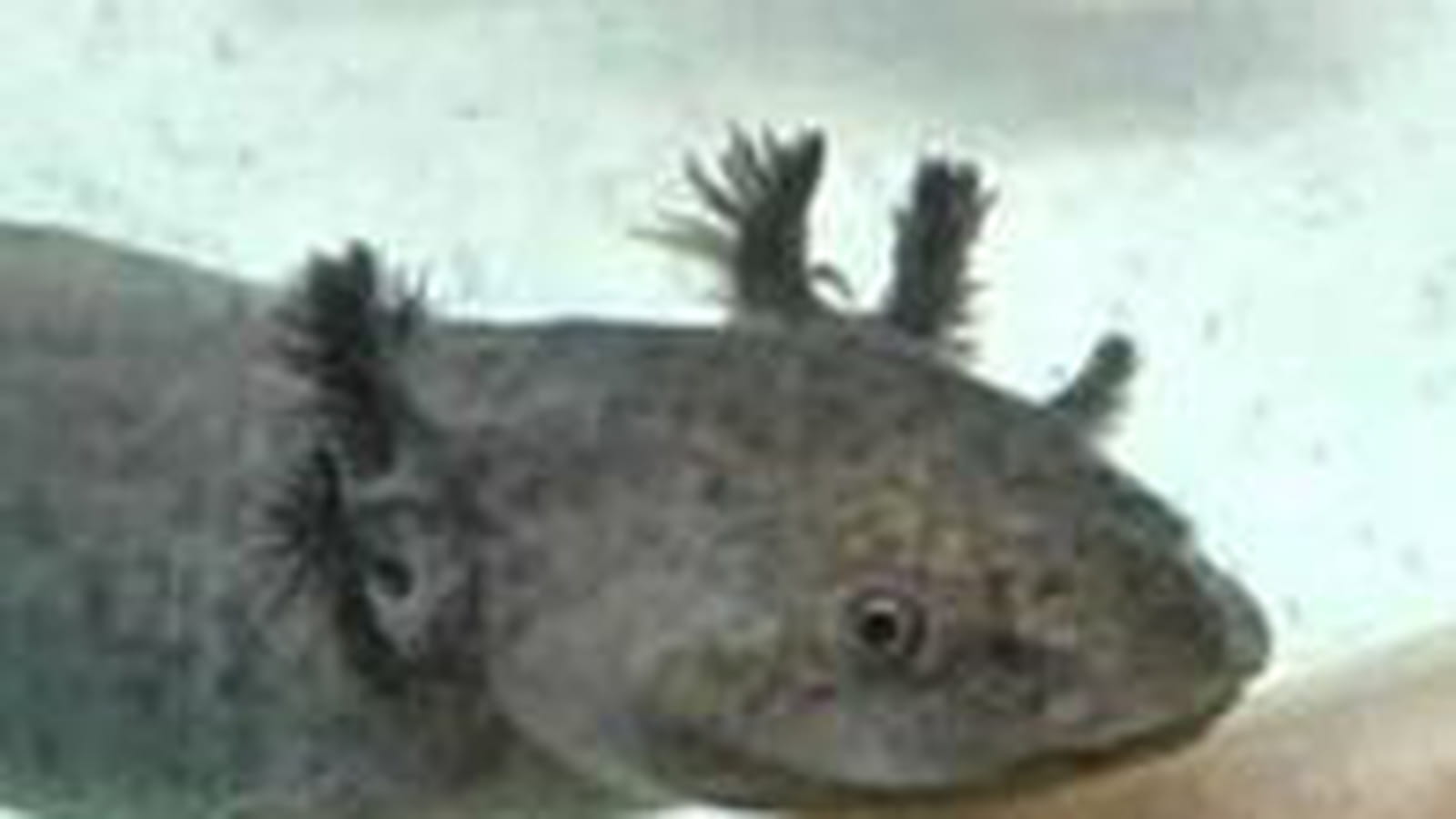 L'axolotl mexicain