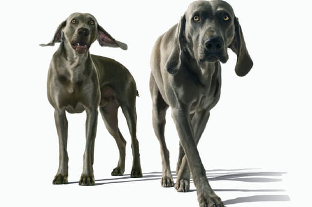 Les chiens posent en toute élégance