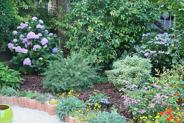 Des hortensias pour l'automne