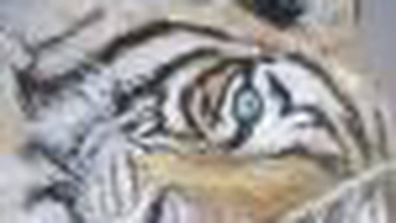 Tigre