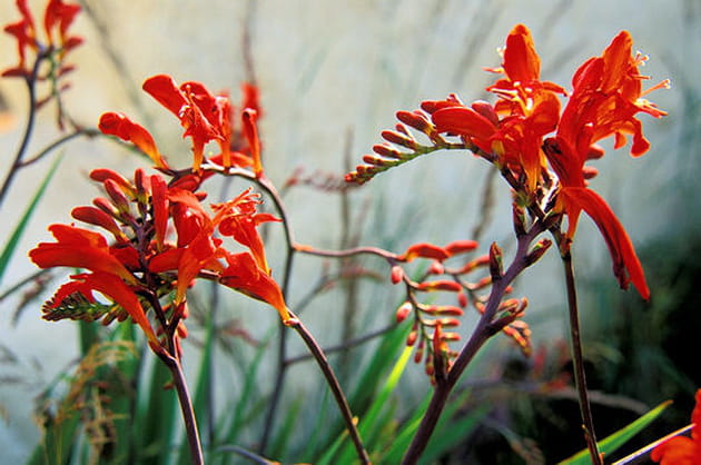 La Crocosmia Lucifer