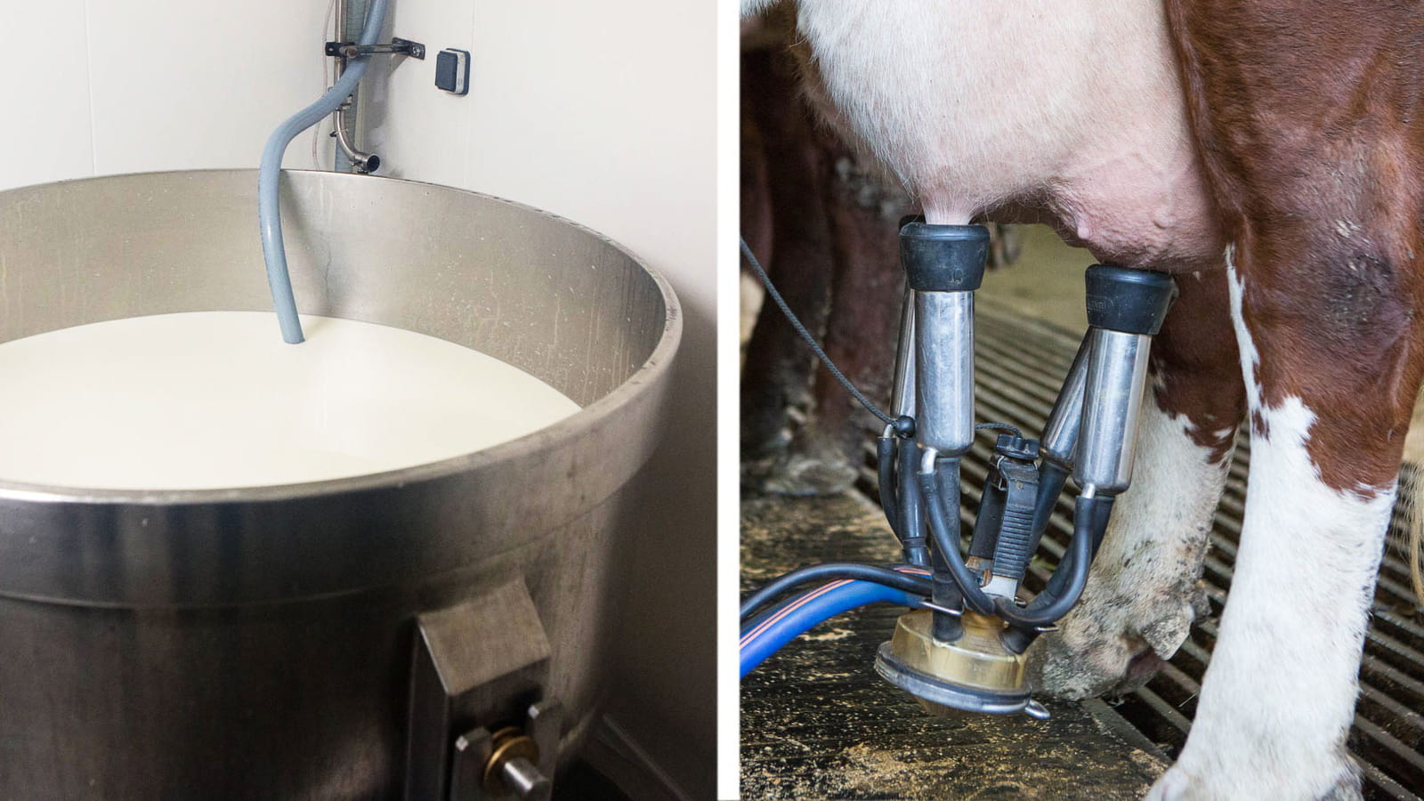 15 L par traite par vache