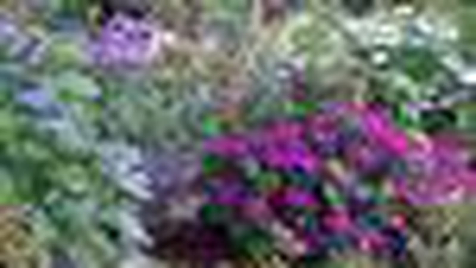 Des fleurs visibles de partout