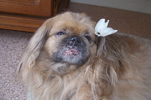 Coiffure &agrave; fleur