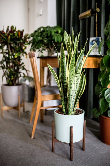Un sansevieria au bureau