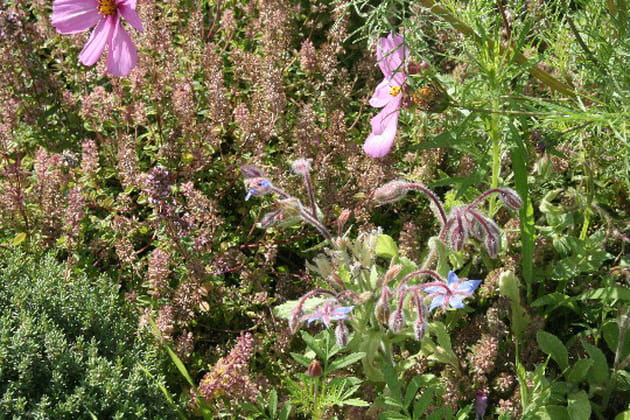 Les belles fleurs bleues de la bourrache