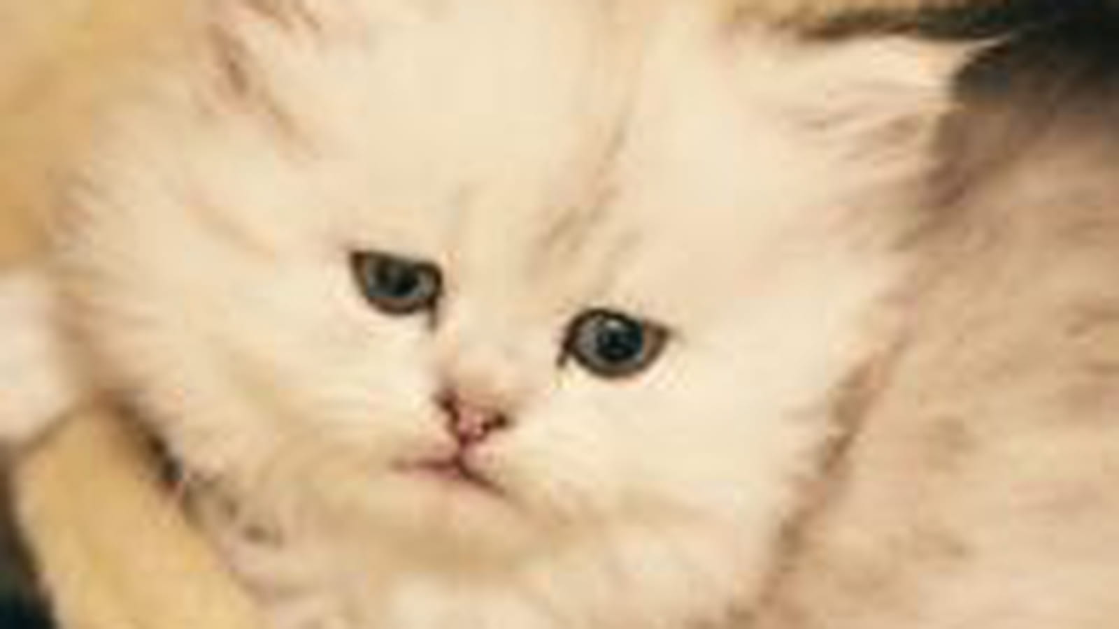 Gris souris