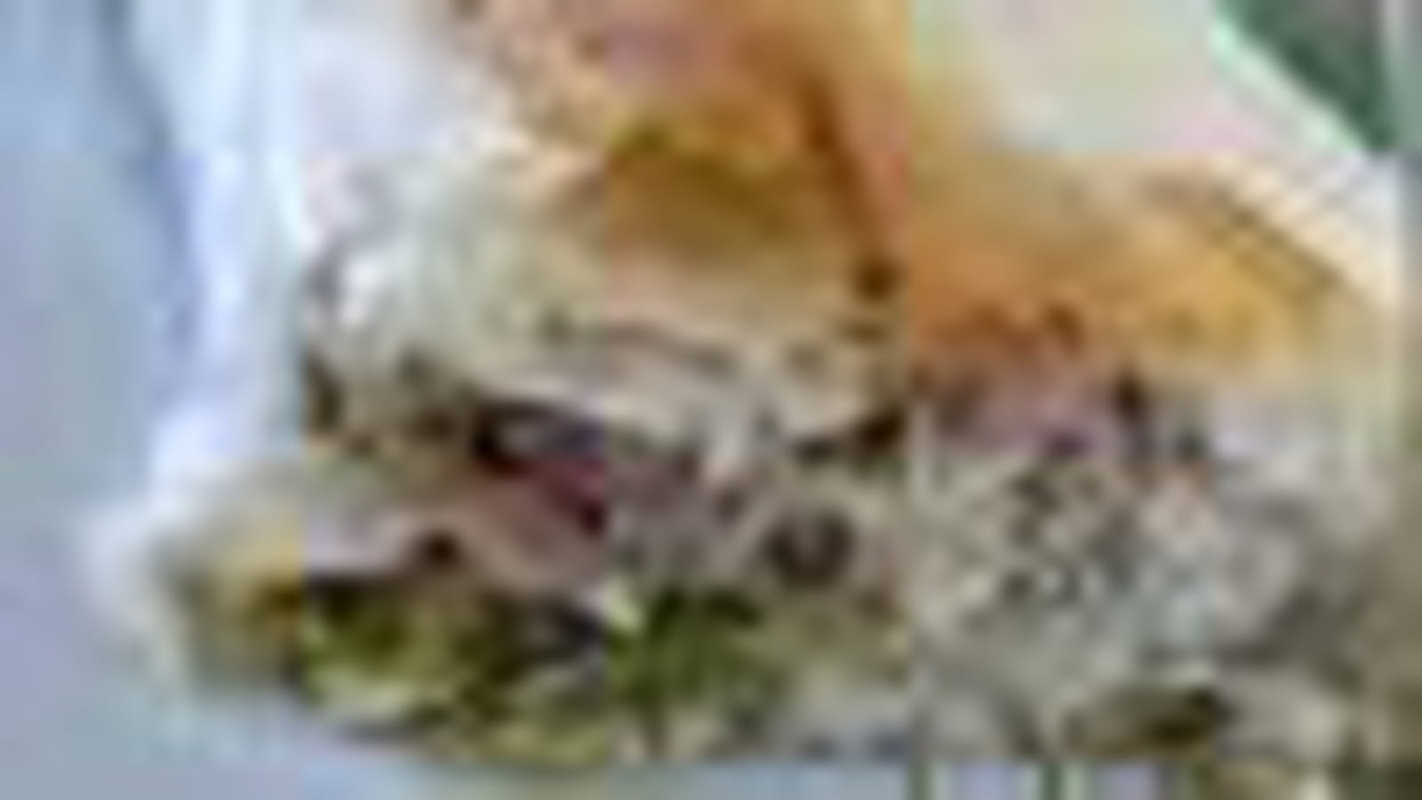 Poulet