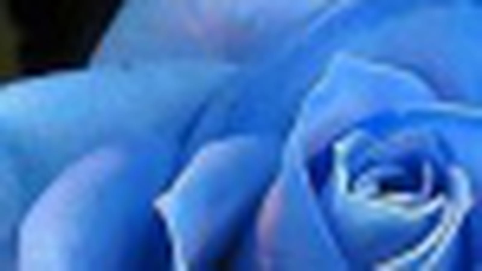 Rose bleue
