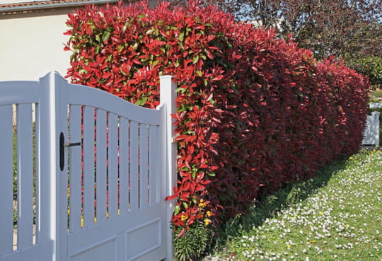Cette plante est la plus efficace pour se cacher d'un vis-&agrave;-vis, elle pousse vite et sans effort (ce n'est pas le bambou)