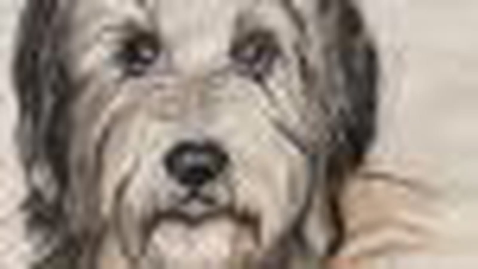 Chien