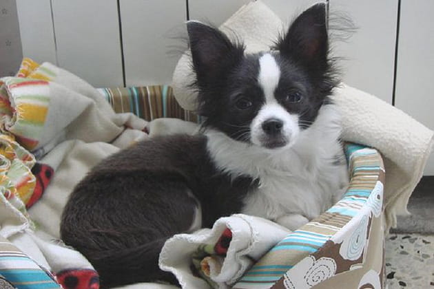 Une demoiselle du grand monde