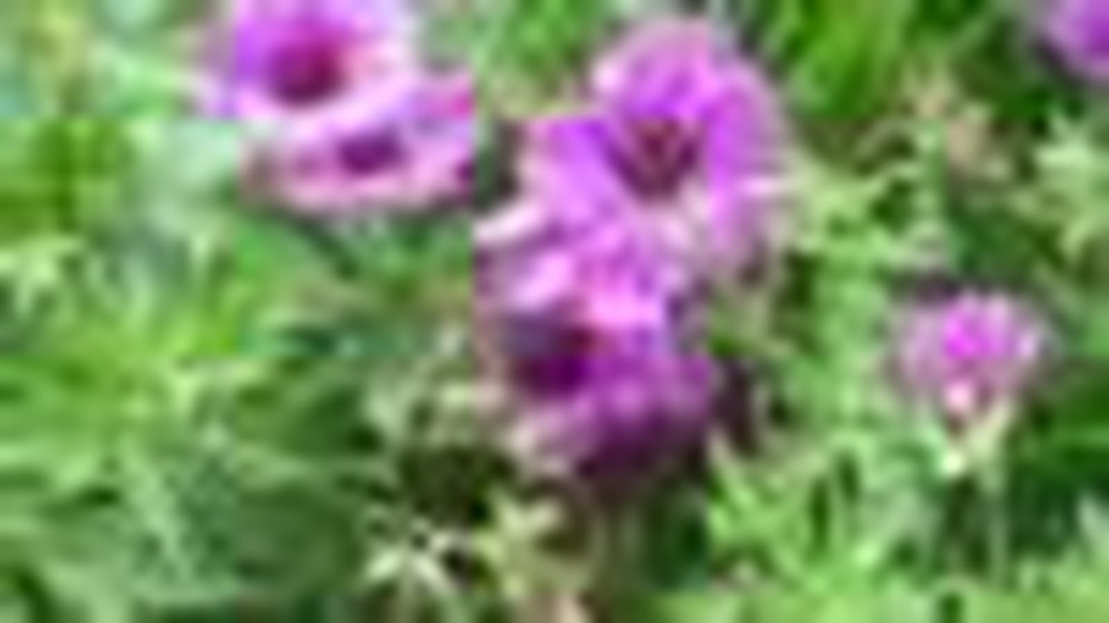 Géranium psilostemon