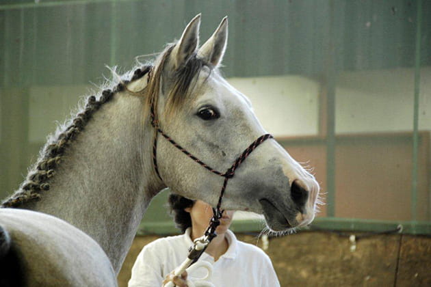 Elle vous a à l'oeil