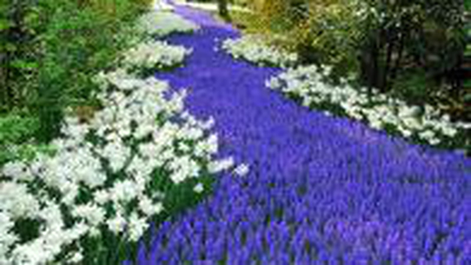 Jardin de bulbes